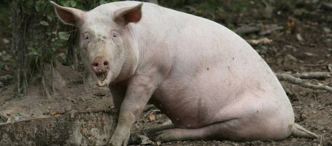 Φρίκη: Άνδρας έτρεφε γουρούνι για να το φάει και τελικά... τον καταβρόχθισε αυτό! (φώτο)